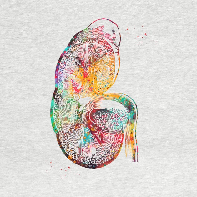 Kidney section by erzebeth